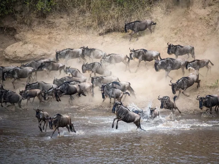 Great-Wildebeest-Migration-Safari