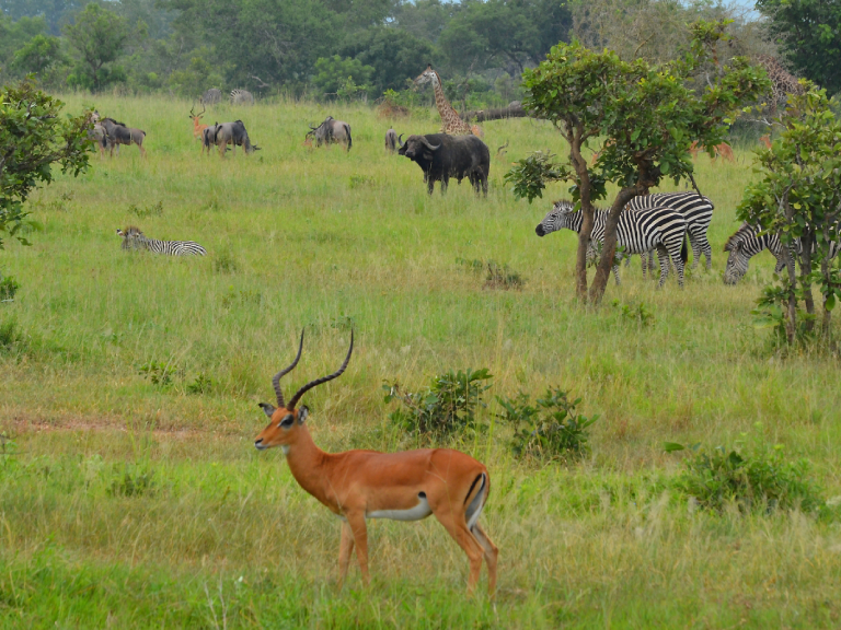 10-days-safari-mikumi-udzungwa-ruaha-selous-2
