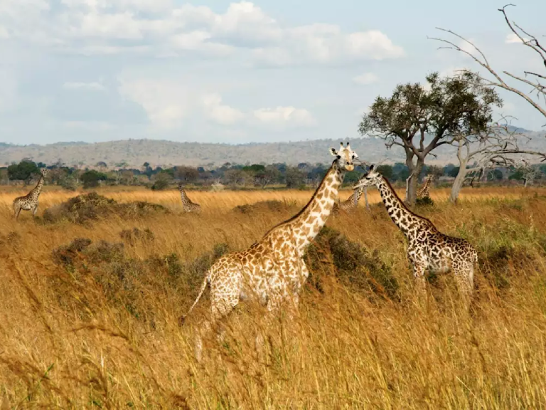 10-days-safari-mikumi-udzungwa-ruaha-selous-3