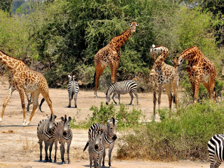 10-days-safari-mikumi-udzungwa-ruaha-selous-4
