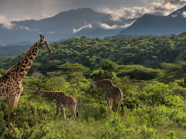 10-days-serengeti-wildebeest-migration-safari-3