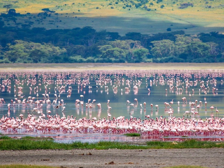 10-days-serengeti-wildebeest-migration-safari-4