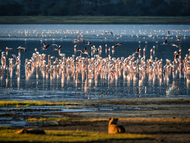10-days-tanzania-wildlife-safaris-2