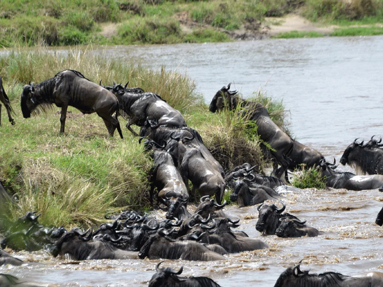 10-days-tanzania-wildlife-safaris-3