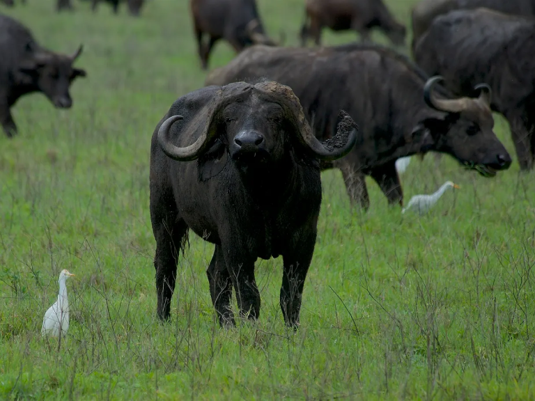 10-days-tanzania-wildlife-safaris-4
