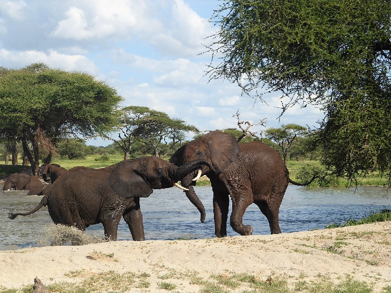 10-days-tanzania-wildlife-safaris-5 (1)