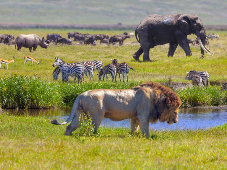 11-days-best-of-kenya-and-tanzania-safari-3 (1)