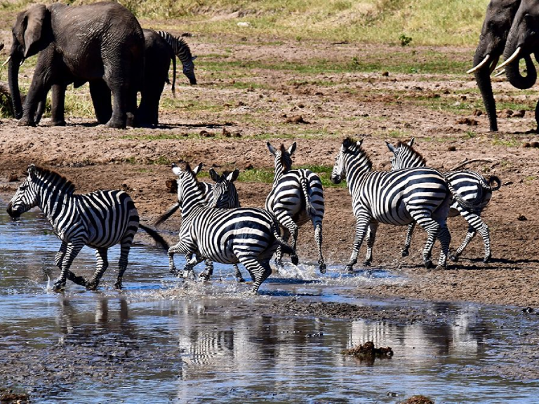 11-days-best-of-kenya-and-tanzania-safari-3