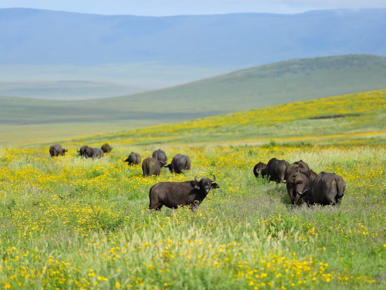 11-days-best-of-kenya-and-tanzania-safari-4