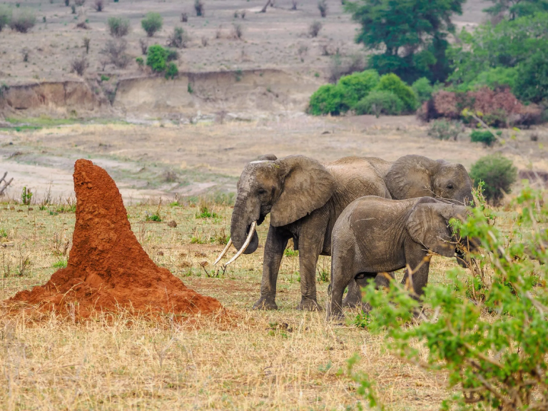 11-days-tanzania-ultimate-safaris-2
