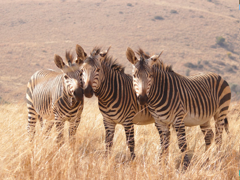 13-days-tanzania-bush-to-beach-safaris-2
