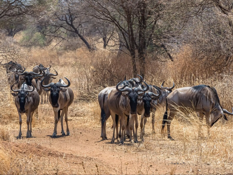13-days-tanzania-bush-to-beach-safaris-3