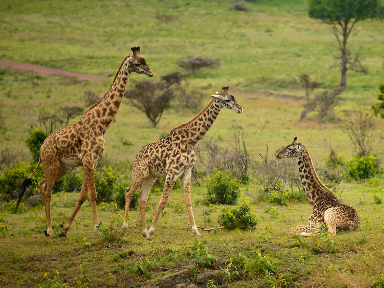 13-days-tanzania-safari-and-zanzibar-beach-holiday-2