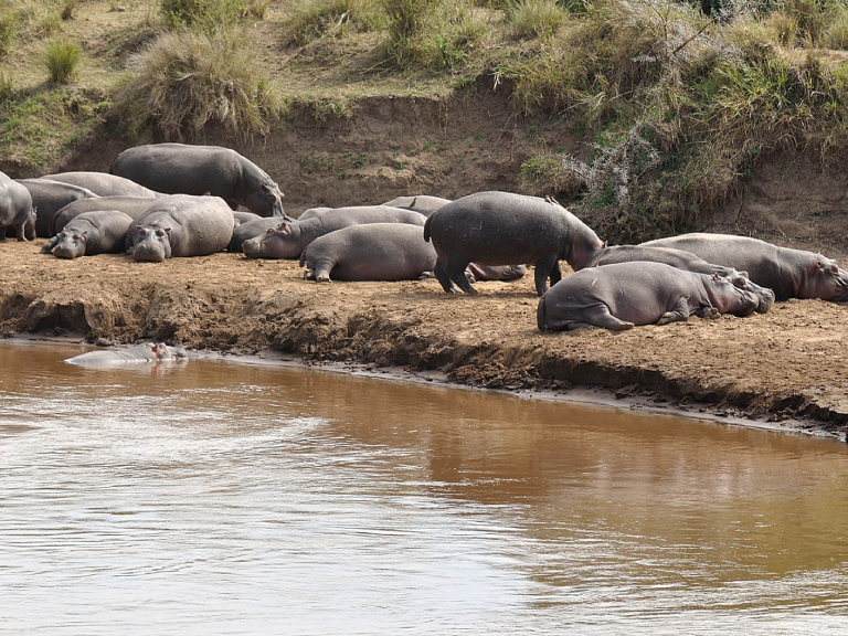5-days-safari-nyerere-national-park-1 (2)