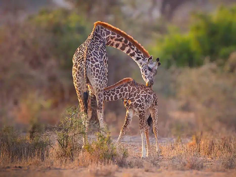 5-days-safari-nyerere-national-park-3 (2)