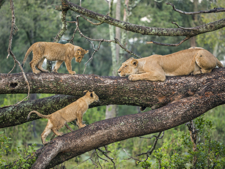 6-days-best-of-tanzania-safari-4