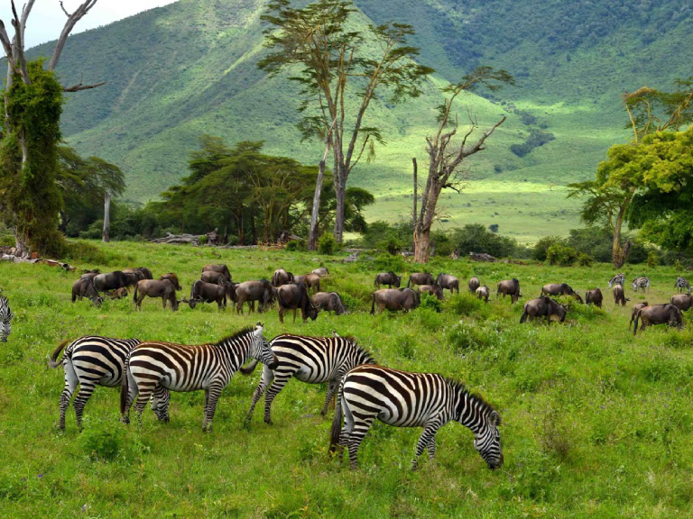 6-days-best-of-tanzania-safari-5