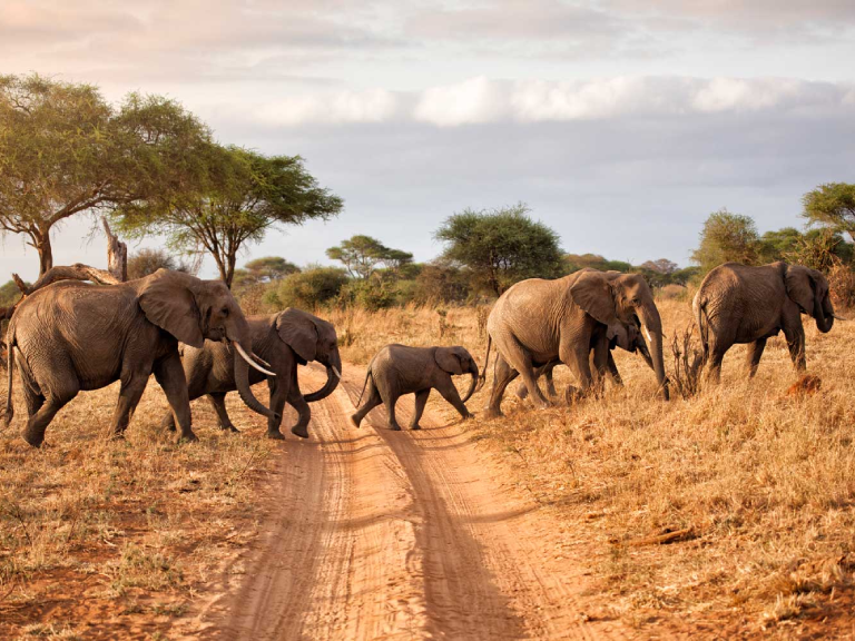 6-days-tanzania-short-luxury-safaris-3
