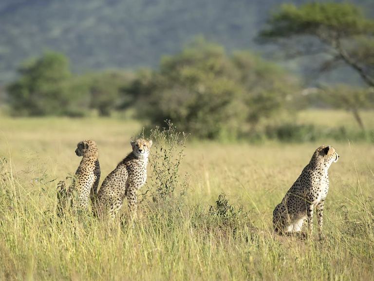 6-days-tanzania-short-luxury-safaris-5