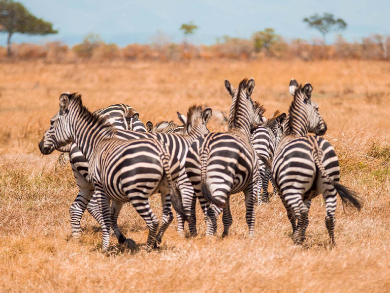 7-days-safari-to-ruaha-national-park-2