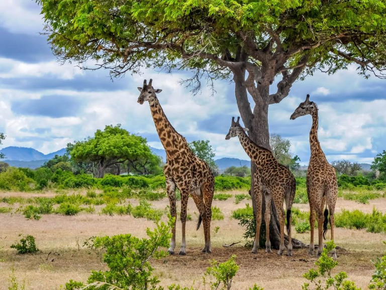 7-days-safari-to-ruaha-national-park-3