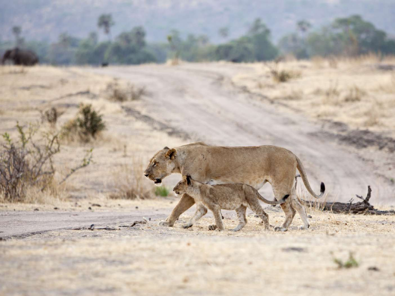 7-days-safari-to-ruaha-national-park-5