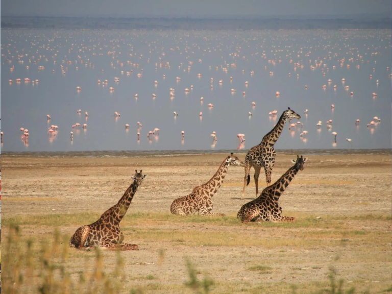 7-days-the-great-serengeti-migartion-safari-3