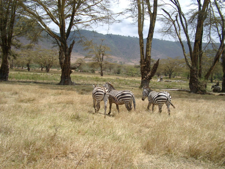 7-days-the-great-serengeti-migartion-safari-4