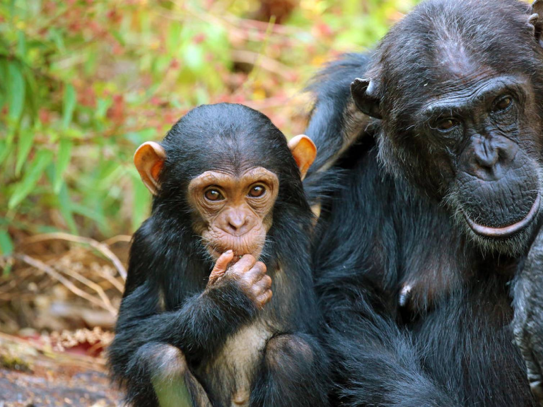 8-days-chimpanzee-trekking-in-tanzania-4