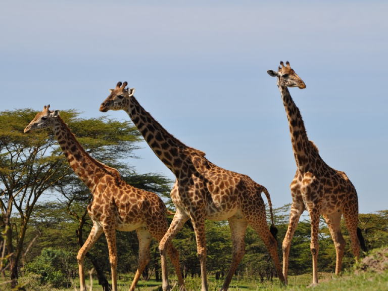 8-days-safari-mikumi-udzungwa-ruaha-2