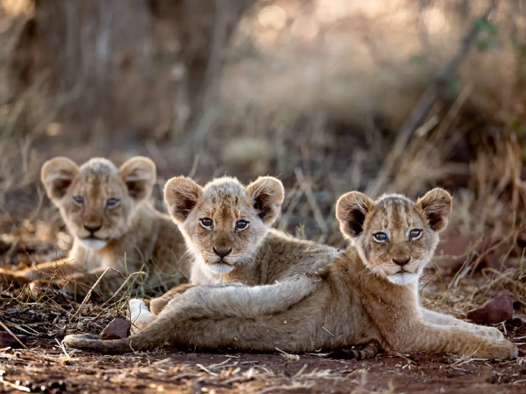 8-days-safari-mikumi-udzungwa-ruaha-5