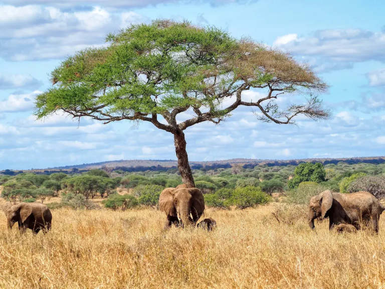 8-days-serengeti-wildebeest-migration-safari-3