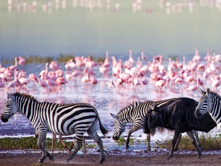 8-days-serengeti-wildebeest-migration-safari-5