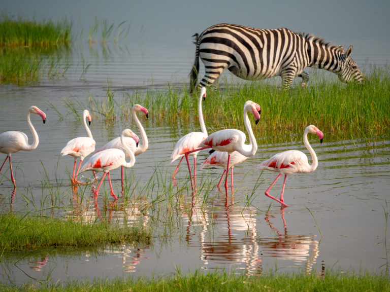 8-days-tanzania-classic-safari-5