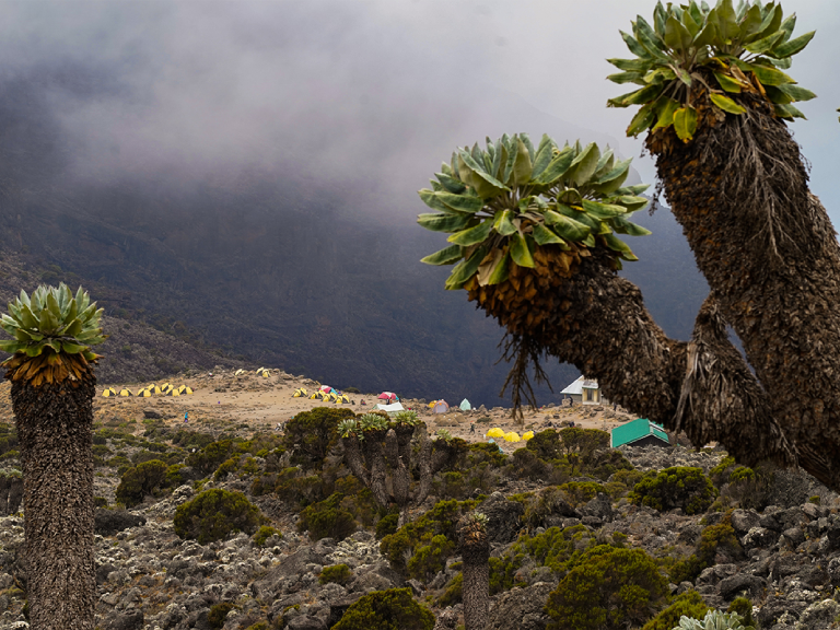 9-days-lemosho-route-4