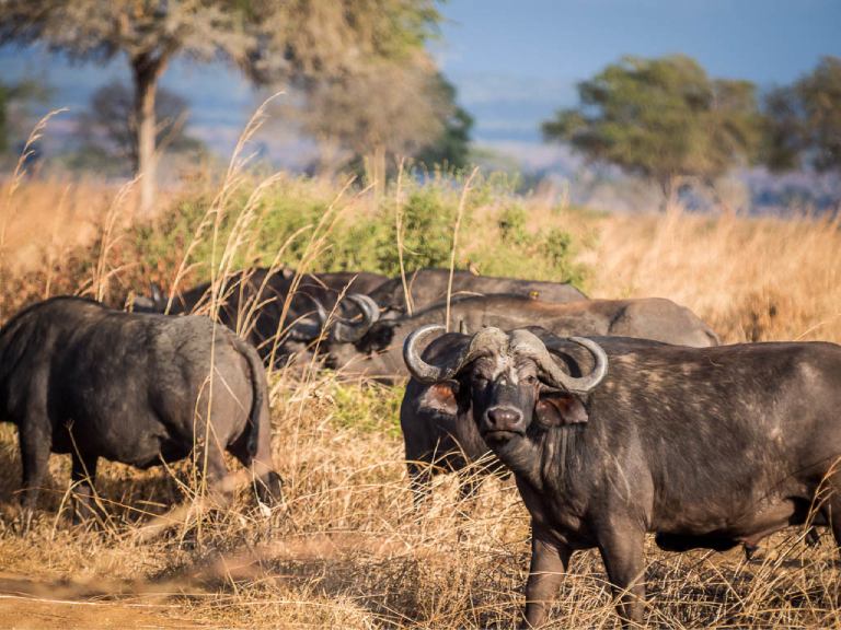 9-days-safari-mikumi-ruaha-selous-2