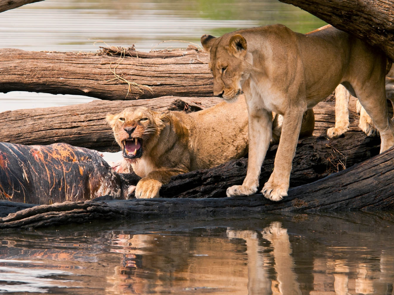 9-days-safari-mikumi-ruaha-selous-3