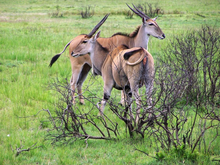 9-days-safari-mikumi-ruaha-selous-5