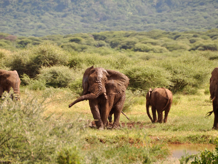 9-days-serengeti-wildebeest-migration-safari-2 (1)