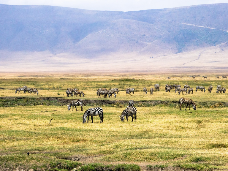 9-days-serengeti-wildebeest-migration-safari-4
