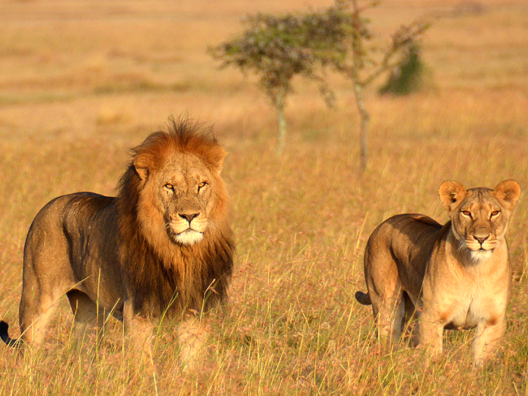 9-days-tanzania-wildlife-safaris-4