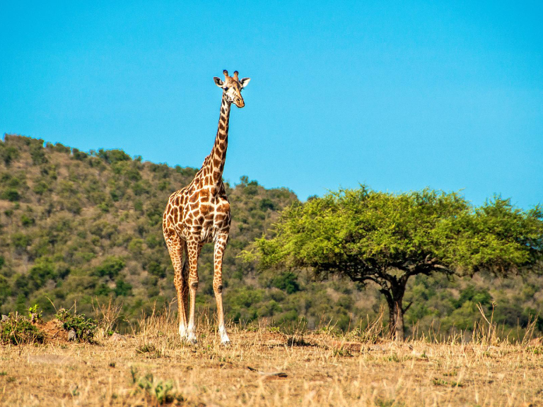 9-days-tanzania-wildlife-safaris-5