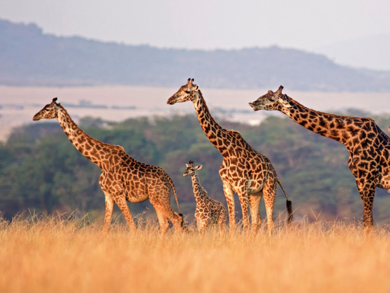 best-time-to-travel-tanzania-7