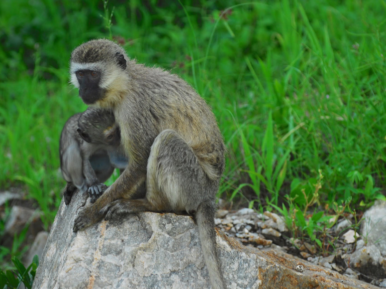 gombe-stream-national-park-6