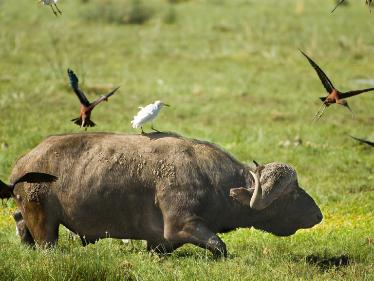 lake-manyara-national-park-6