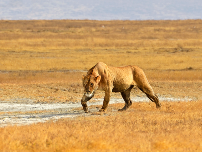 ngorongoro-crater-8