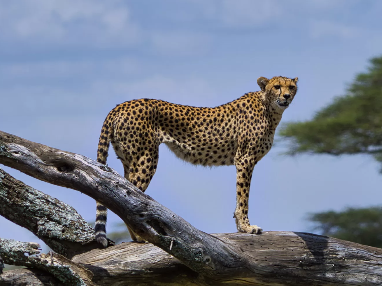 nyerere-national-park-6