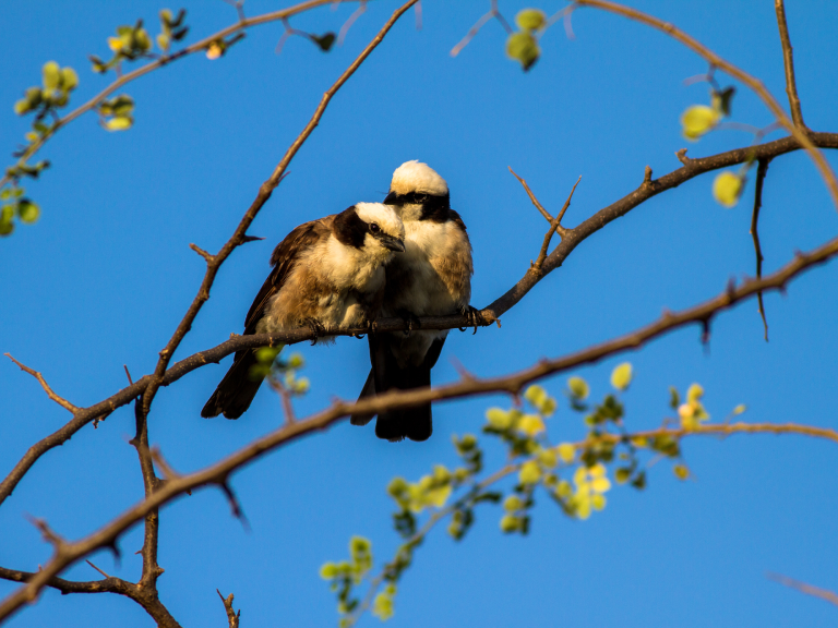 nyerere-national-park-7