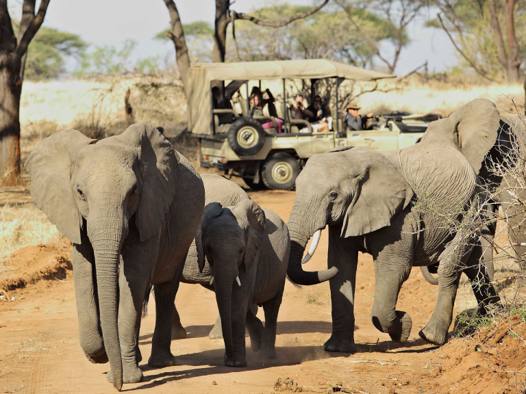 ruaha-national-park-6