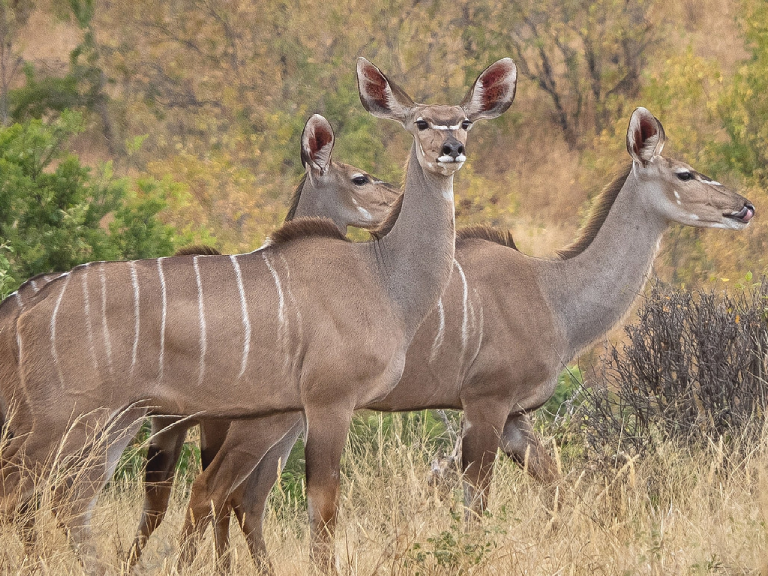ruaha-national-park-8